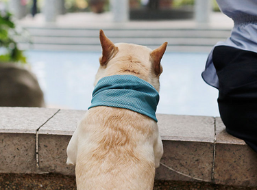 Dog Heaven™ Cooling Neck Wrap